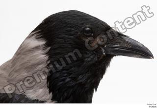 Carrion crow bird head 0002.jpg